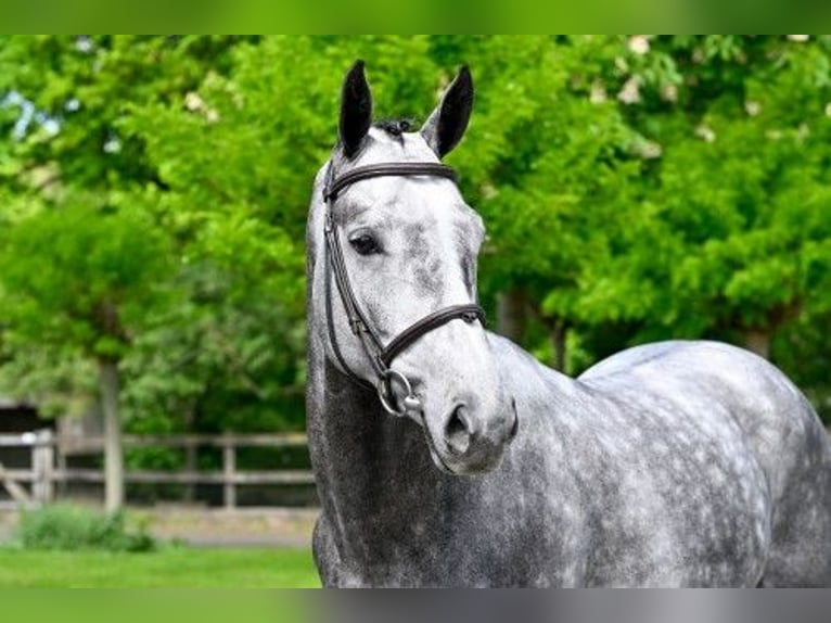 KWPN Mare 5 years 16 hh in Heerde
