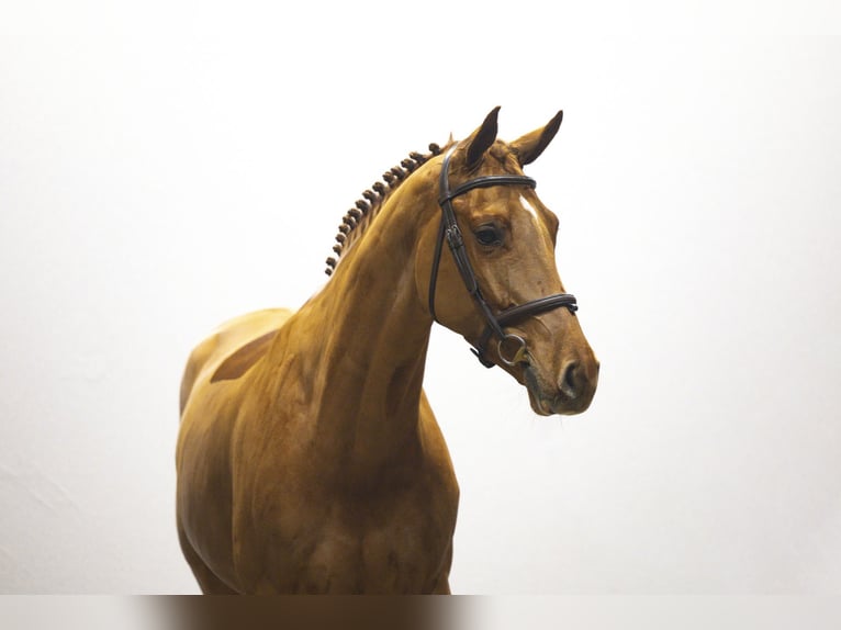 KWPN Mare 5 years 16 hh in Waddinxveen