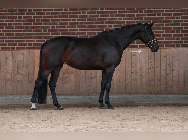 KWPN Mare 5 years 16,1 hh Bay-Dark in Goch