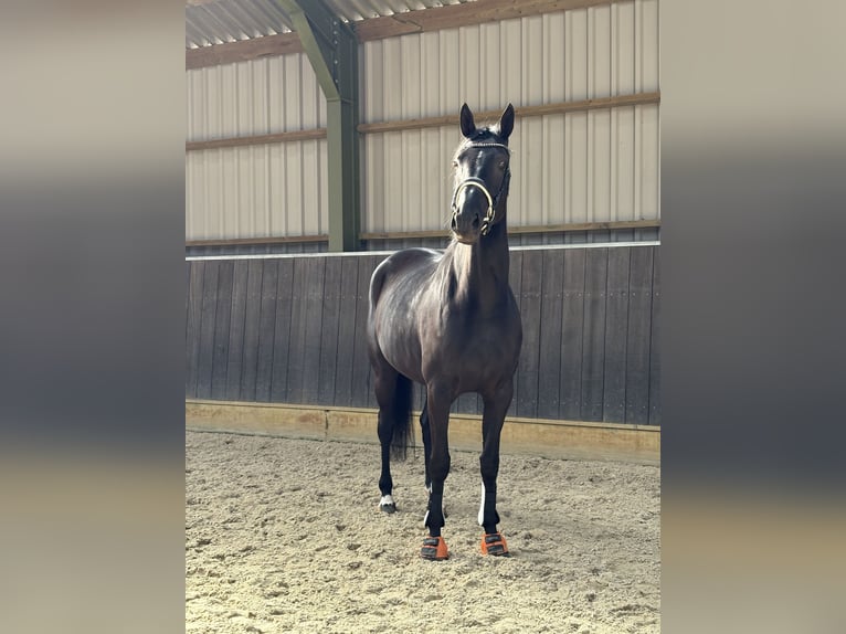 KWPN Mare 5 years 16,1 hh Bay-Dark in Wapenveld