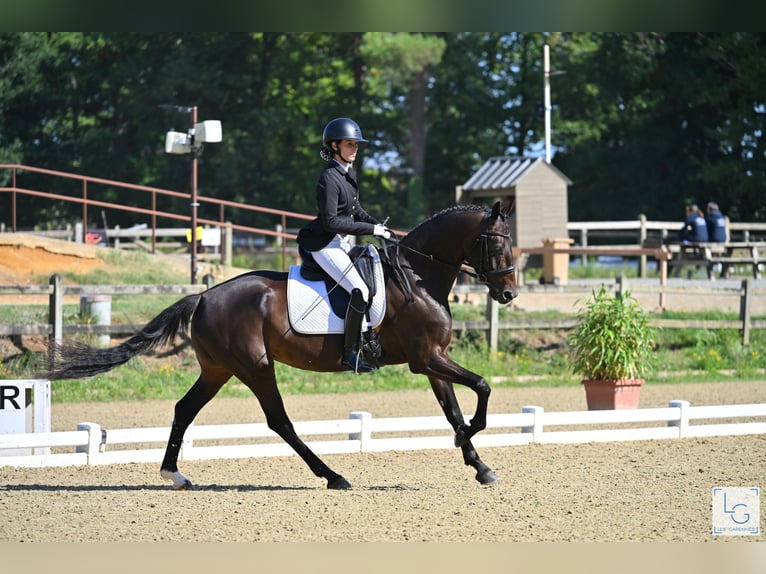 KWPN Mare 5 years 16,1 hh Bay-Dark in Notre dame de livaye