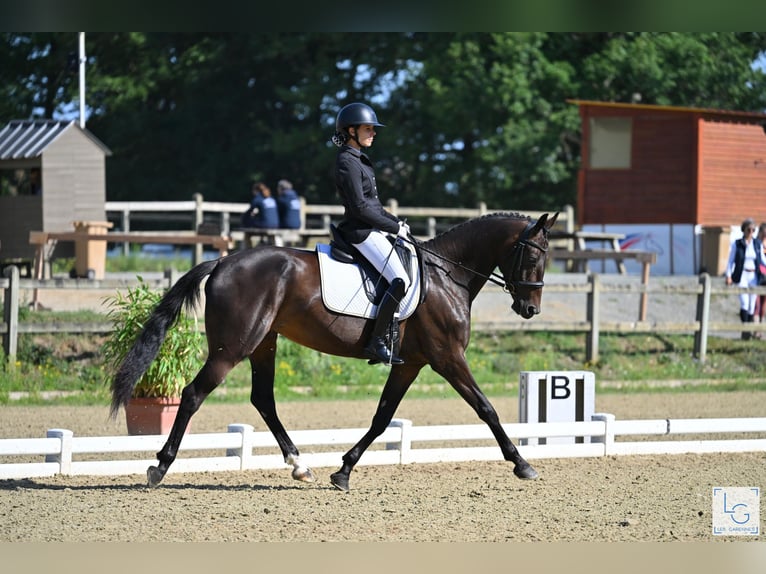 KWPN Mare 5 years 16,1 hh Bay-Dark in Notre dame de livaye