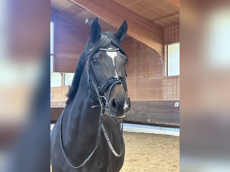 KWPN Mare 5 years 16,1 hh Bay-Dark in St. Veit/Glan KWPN Mare 5 years 16,1 hh Bay-Dark in St. Veit/Glan