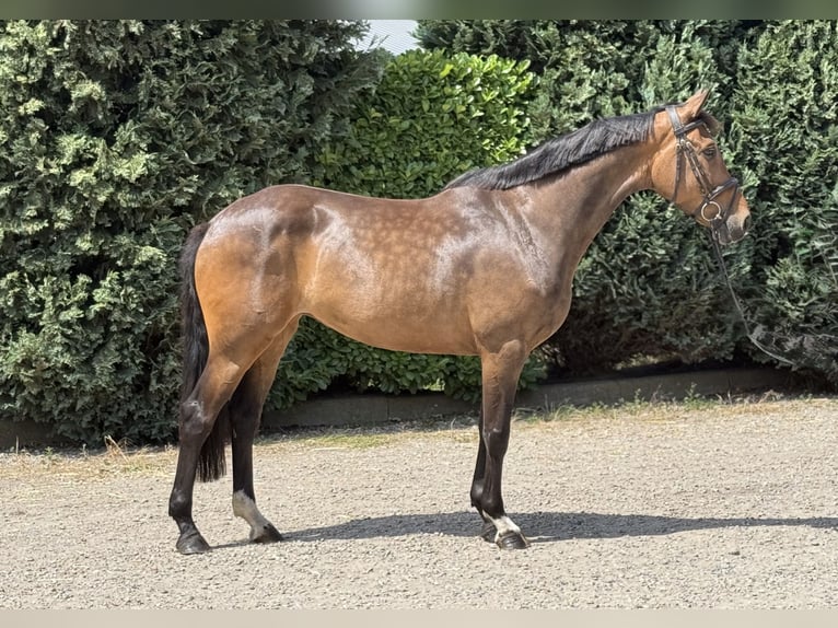 KWPN Mare 5 years 16,1 hh Bay-Dark in Oud Gastel