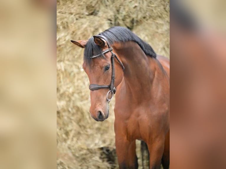 KWPN Mare 5 years 16,1 hh Bay in Bladel
