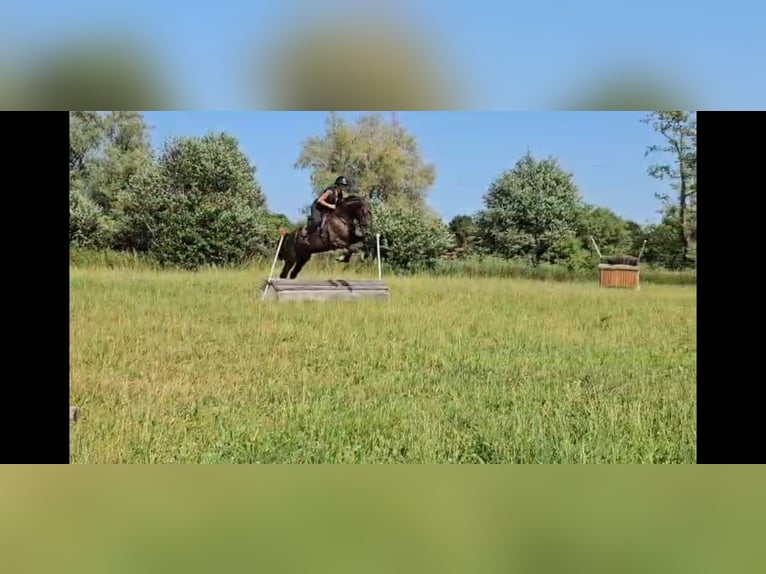 KWPN Mare 5 years 16,1 hh Black in Zell an der Pram