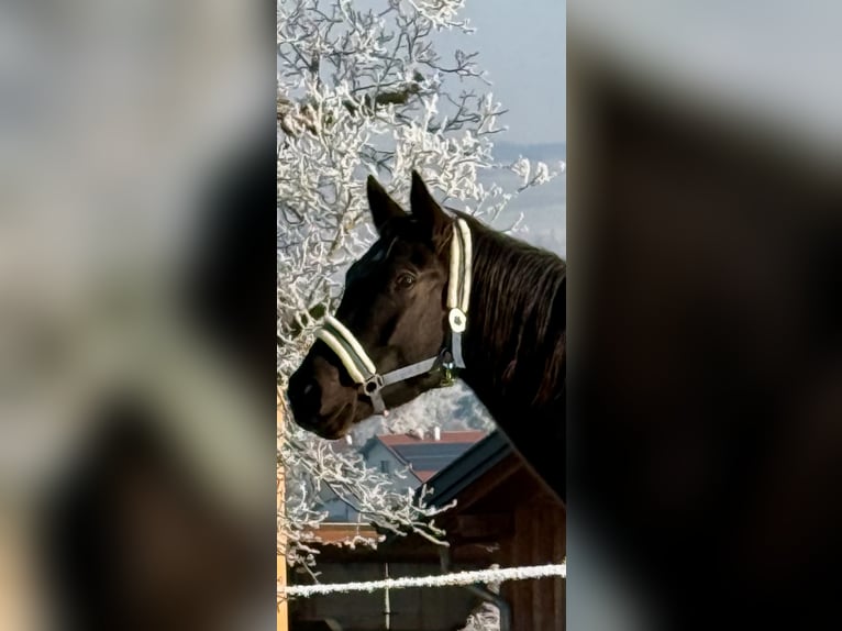 KWPN Mare 5 years 16,1 hh Black in Zell an der Pram