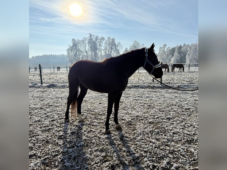 KWPN Mare 5 years 16,1 hh Black in Zell an der Pram