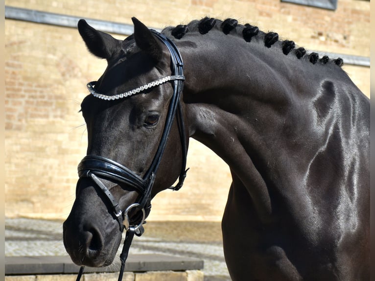 KWPN Mare 5 years 16,1 hh Black in Neuss