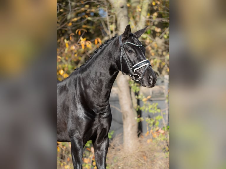 KWPN Mare 5 years 16,1 hh Black in Oosterhout
