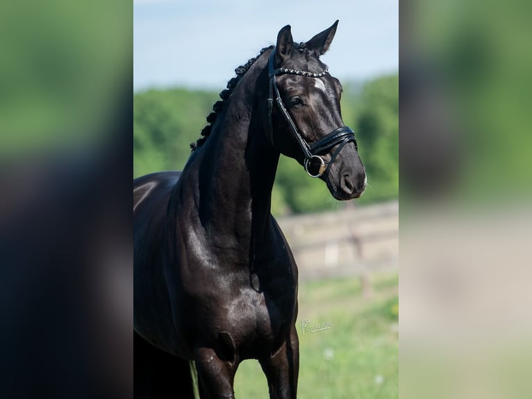KWPN Mare 5 years 16,1 hh Black in Peer