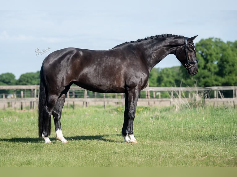KWPN Mare 5 years 16,1 hh Black in Peer