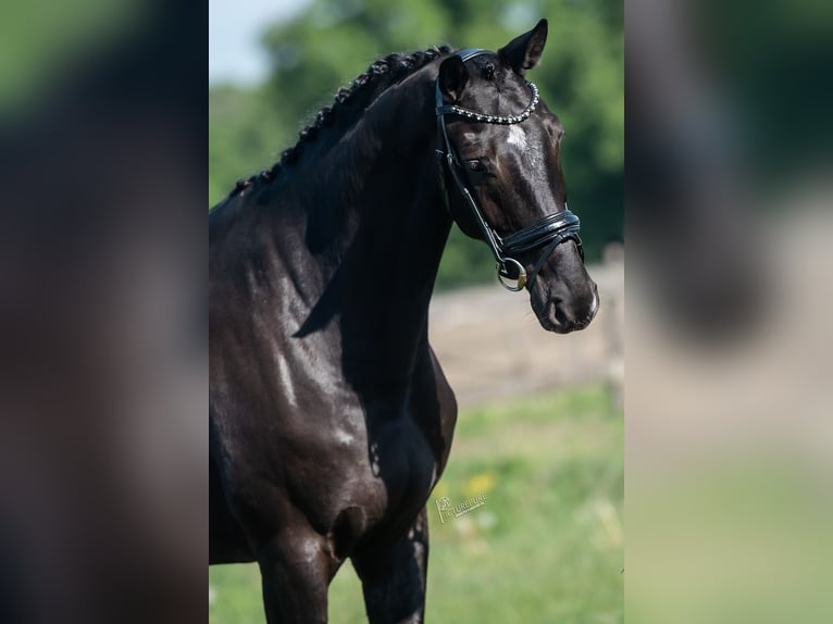 KWPN Mare 5 years 16,1 hh Black in Peer