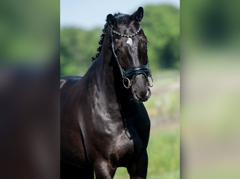 KWPN Mare 5 years 16,1 hh Black in Peer