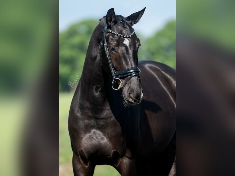 KWPN Mare 5 years 16,1 hh Black in Peer