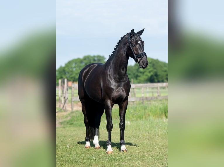 KWPN Mare 5 years 16,1 hh Black in Peer