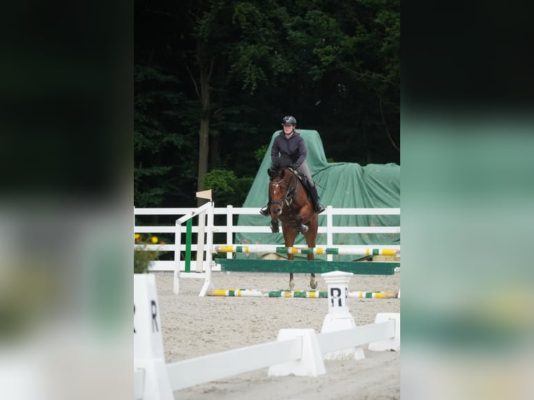 KWPN Mare 5 years 16,1 hh Black in Nettersheim