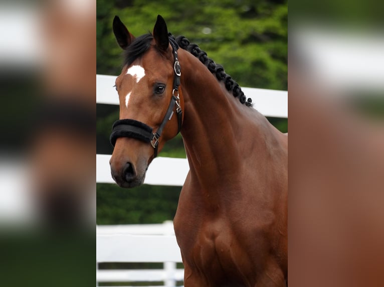 KWPN Mare 5 years 16,1 hh Black in Nettersheim