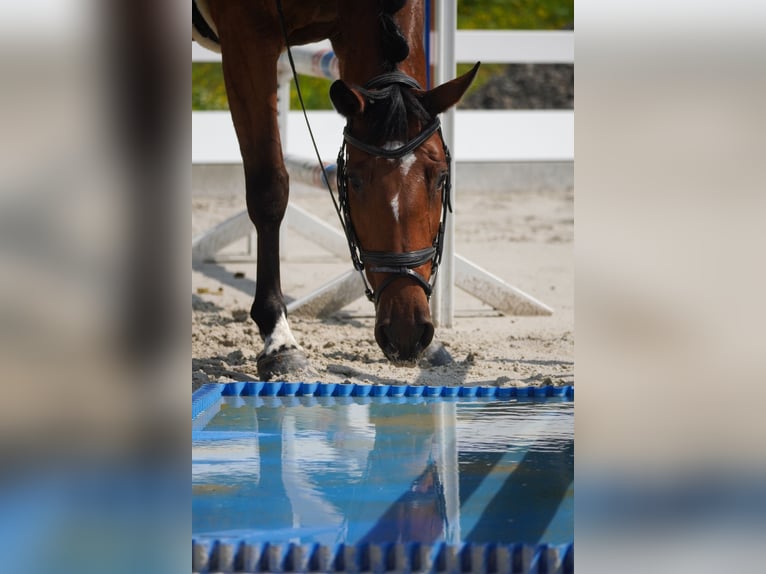 KWPN Mare 5 years 16,1 hh Black in Nettersheim