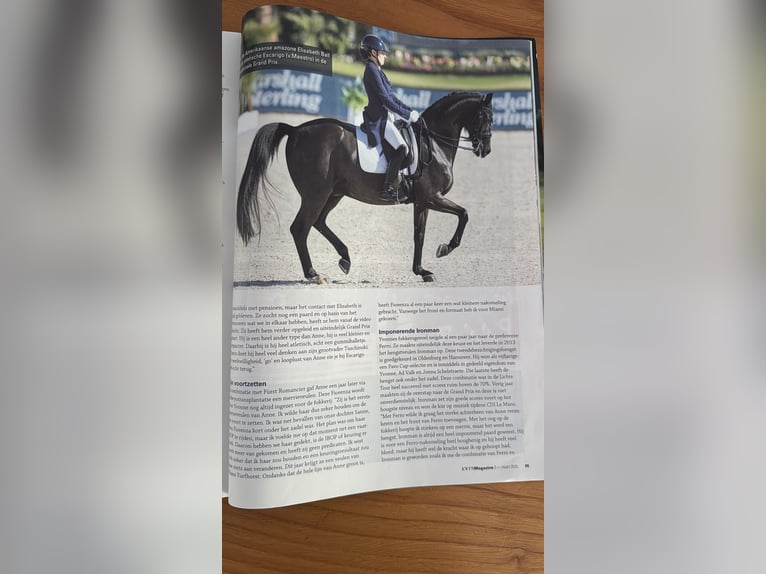 KWPN Mare 5 years 16,1 hh Brown in Susteren