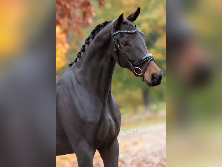 KWPN Mare 5 years 16,1 hh Brown in Peer