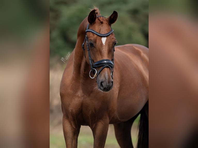 KWPN Mare 5 years 16,1 hh Brown in Peer