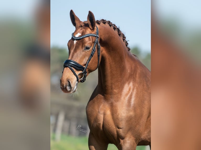 KWPN Mare 5 years 16,1 hh Brown-Light in Peer