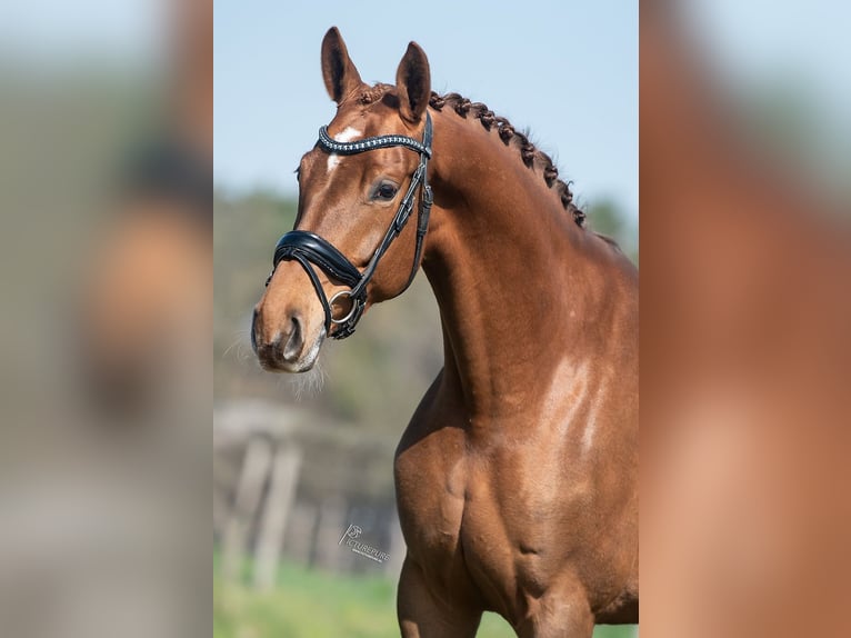 KWPN Mare 5 years 16,1 hh Brown-Light in Peer