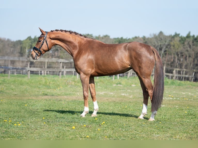 KWPN Mare 5 years 16,1 hh Brown-Light in Peer