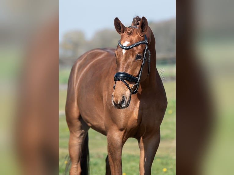 KWPN Mare 5 years 16,1 hh Brown-Light in Peer