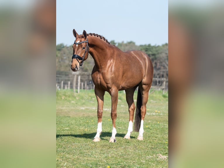 KWPN Mare 5 years 16,1 hh Brown-Light in Peer