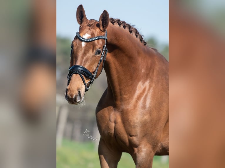 KWPN Mare 5 years 16,1 hh Brown-Light in Peer