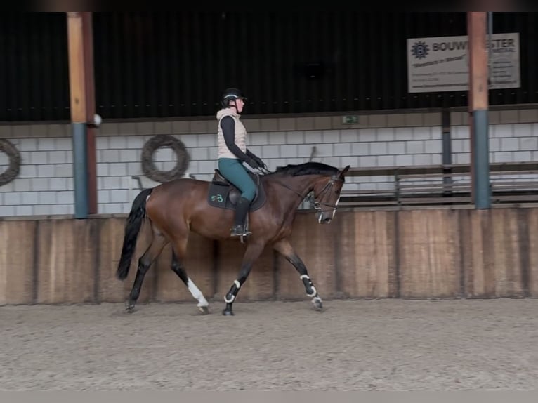KWPN Mare 5 years 16,1 hh Brown in Oud Gastel