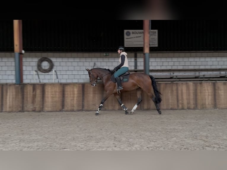 KWPN Mare 5 years 16,1 hh Brown in Oud Gastel