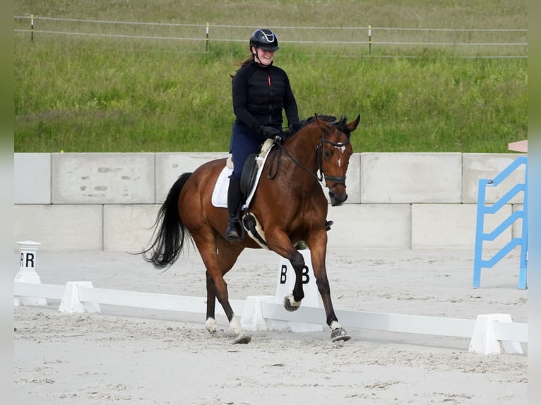 KWPN Mare 5 years 16,1 hh Brown in Nettersheim