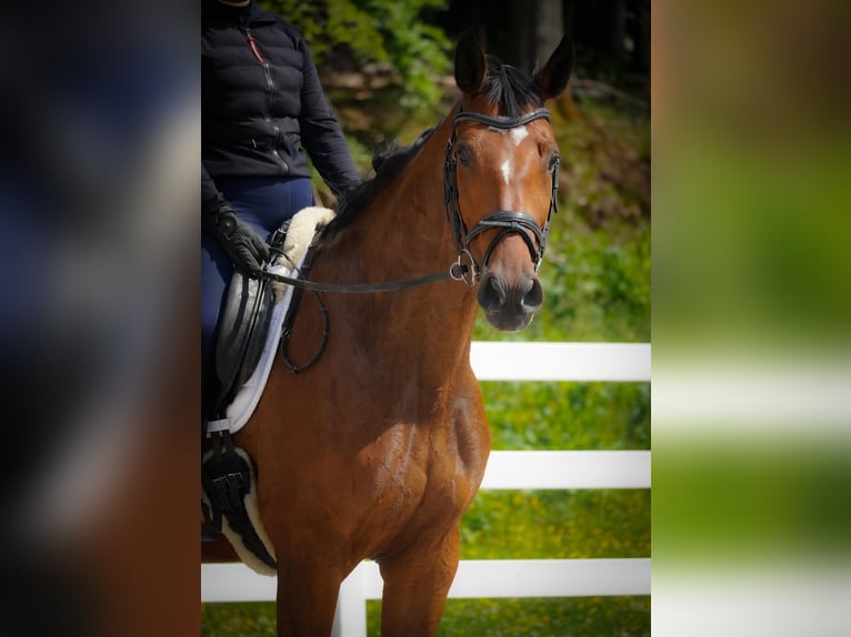 KWPN Mare 5 years 16,1 hh Brown in Nettersheim