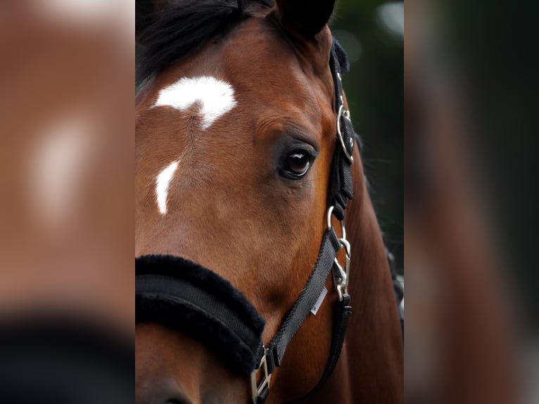 KWPN Mare 5 years 16,1 hh Brown in Nettersheim