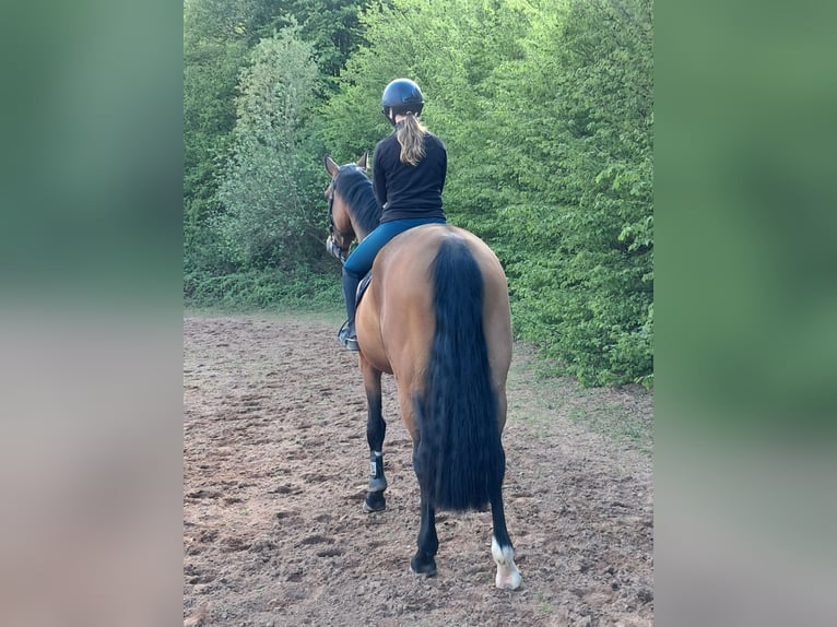 KWPN Mare 5 years 16,1 hh Brown in Messel