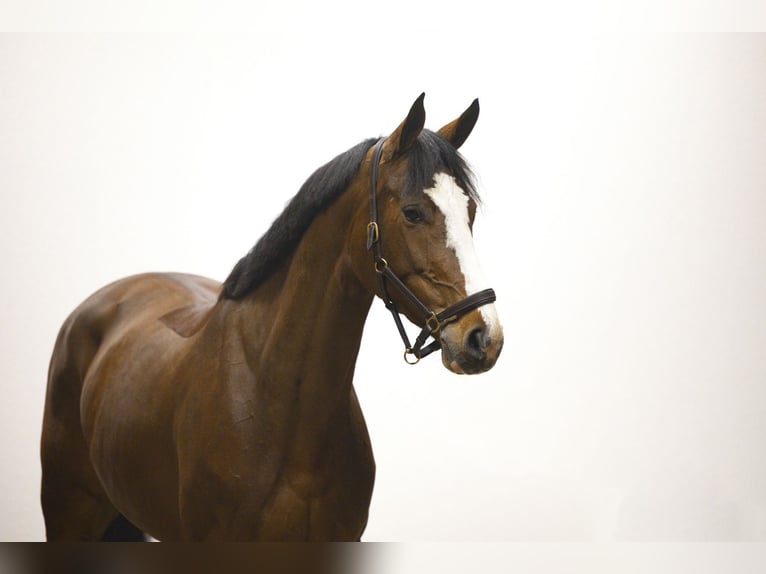 KWPN Mare 5 years 16,1 hh Brown in Waddinxveen