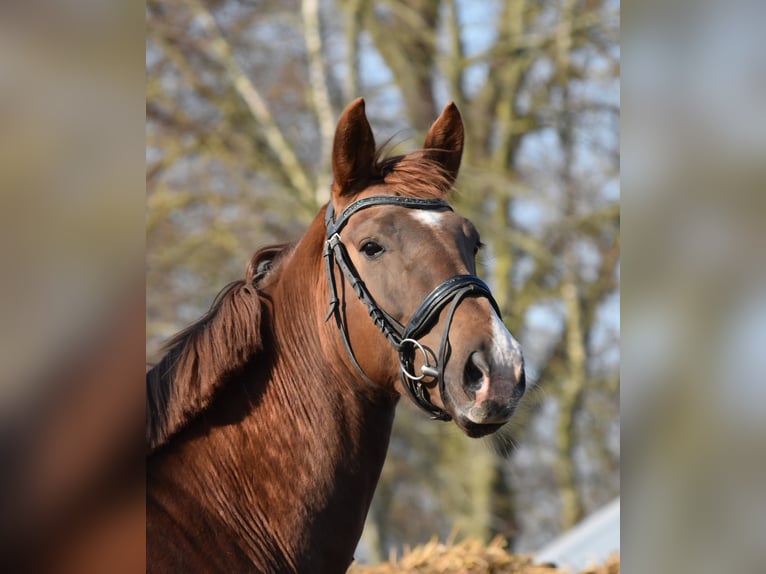 KWPN Mare 5 years 16,1 hh Chestnut-Red in Garyp