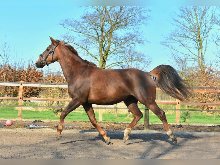KWPN Mare 5 years 16,1 hh Chestnut-Red in Garyp