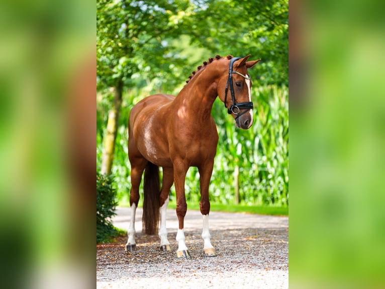 KWPN Mare 5 years 16,1 hh Chestnut-Red in de Lutte