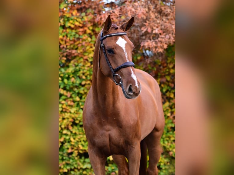 KWPN Mare 5 years 16,1 hh Chestnut-Red in Bladel