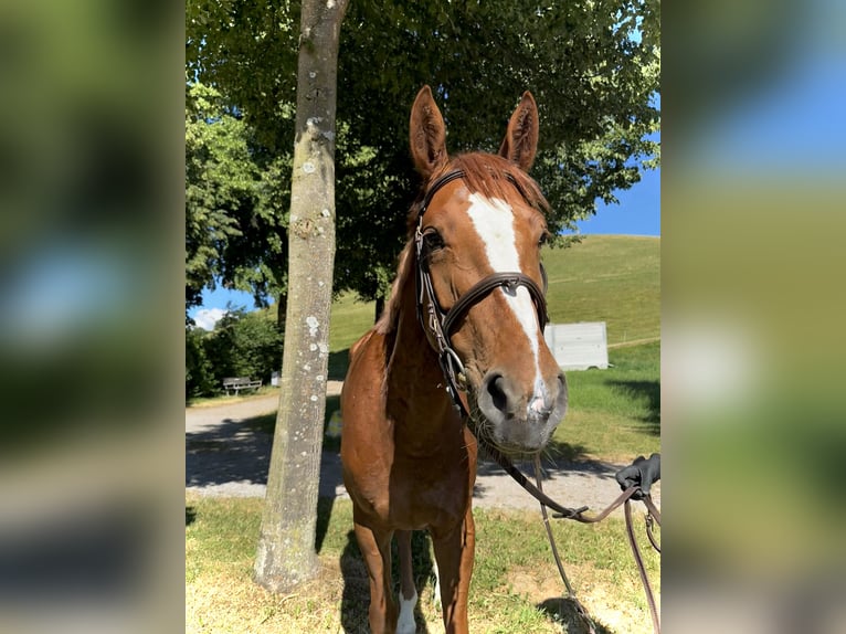 KWPN Mare 5 years 16,1 hh Chestnut-Red in Bern