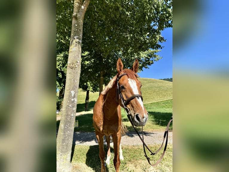 KWPN Mare 5 years 16,1 hh Chestnut-Red in Bern