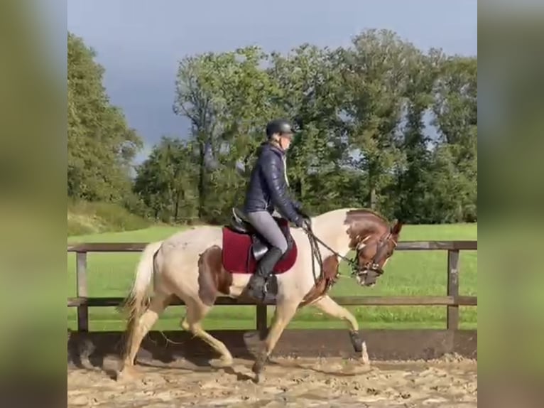 KWPN Mare 5 years 16,1 hh Pinto in Loipersbach im Burgenland