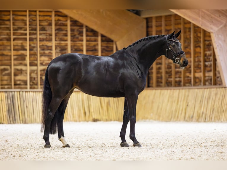 KWPN Mare 5 years 16,1 hh Smoky-Black in Eemnes