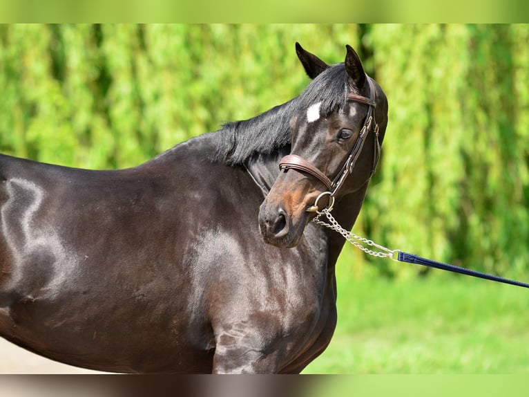 KWPN Mare 5 years 16,1 hh Smoky-Black in Siedleczek