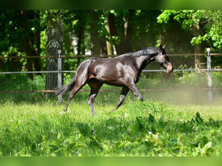KWPN Mare 5 years 16,1 hh Smoky-Black in Siedleczek
