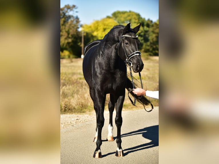KWPN Mare 5 years 16,2 hh Black in Csabacsűd KWPN Mare 5 years 16,2 hh Black in Csabacsűd